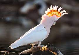 Burung anis merah mempunyai nama lain yaitu anis bata, punglor mera, punglor cacing dan punglor bata. Gambar 20 Jenis Burung Kakatua Yang Bisa Bicara Pakan Dan Suara