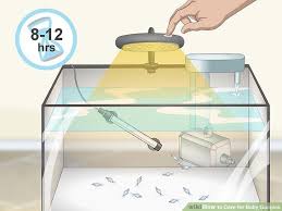 How To Care For Baby Guppies Guppy Fish Baby Fish Guppy