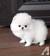 Pomeranian Dog Breeds In India