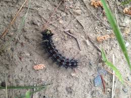 Here, we explore the signs of a caterpillar problem and round up all the different ways you can stop these pesky little insects eating up all of your precious cauliflowers (without resorting to harsh prevent green caterpillars munching on your vegetables by trying these natural pest control methods. Caterpillars On Evergreens