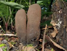 Image result for Xylaria polymorpha