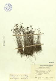 Image result for Bulbostylis densa