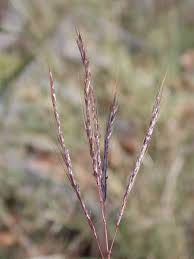 Image result for Bothriochloa