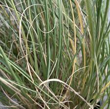 Image result for Sporobolus ioclados