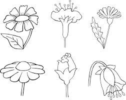 Menata pot bunga memerlukan rak agar terlihat rapi. Gambar Flora Yang Indah Simple Mudah Ditiru Warna Dan Hitam Putih Pontren Com
