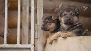 In your search for a european german shepherd, you may also come across the eastern european shepherd. The Little Puppy Yawns The East European Shepherd East European Shepherd Puppies Stock Photo Picture And Royalty Free Image Image 146951631