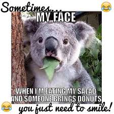 Bogo 1 2 Off Sale Everyone Needs A Little Humor Funny Koala Funny Animal Memes Funny Animal Jokes