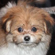 The cheapest offer starts at £8. Pom Shih Puppy Heavenly Puppies