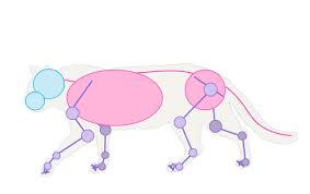 Compact bone is the hard material that makes up the shaft of long bones and the outside surfaces spongy bone consists of thin, irregularly shaped plates called trabeculae, arranged in a latticework. How To Draw Animals Cats And Their Anatomy