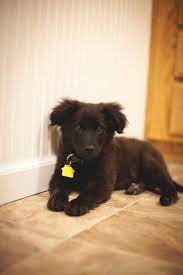 Maybe you would like to learn more about one of these? Australian Shepherd Labrador Mix Puppies For Sale Petsidi