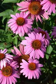 Image result for Echinacea purpurea `Magnus`