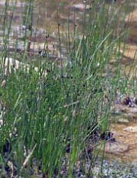 We did not find results for: Making A Bog Garden Pond Expert