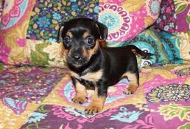 Black And Tan Miniature Jack Russell Terrier Jack Russell Terrier Russell Terrier Black And Tan Jack Puppies For Sale Jack Russell Jack Russell Terrier Puppies For Sale