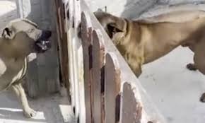 These listings are provided solely as a service to the public. Dogs Bark Ferociously At Each Other Through Gaps In A Fence Daily Mail Online
