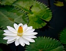 Image result for Nymphaea