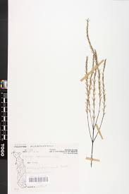 Image result for Striga baumannii