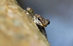 Katak Dibawah Tempurung Steemkr