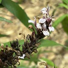 Image result for Justicia