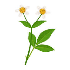 Image result for Bidens pilosa