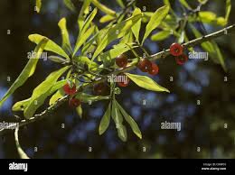 Image result for Thymelaeaceae