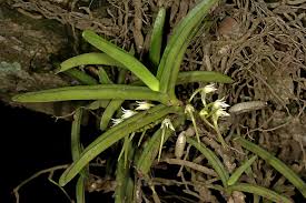 Image result for Cyrtorchis praetermissa