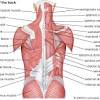 The back considered as the seat of one's awareness of duty or failings get off my back. Https Encrypted Tbn0 Gstatic Com Images Q Tbn And9gcqorukjtffiss Llvpsi5fj1bbyivkyjzneha2vv Lthk F4ctb Usqp Cau