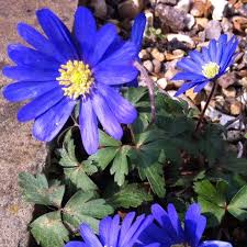 Check spelling or type a new query. Anemone Blanda Blue Shades Winter Windflower Blue Shades In Gardentags Plant Encyclopedia