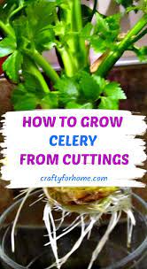 Planting Celery From Grocery Produce Crafty For Home Growing Celery Celery Plant Container Gardening Vegetables