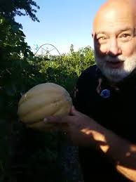 Well this is exciting, our first ripe cantaloupe (or muskmelon whatever you  want to call it) of the season. And it's a doozy. , Happy growing from ,  'Bob & Elle's Half Acre Homestead' , ...