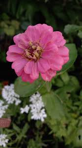 Image result for Pseudobersama