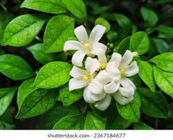 Image result for Murraya paniculata