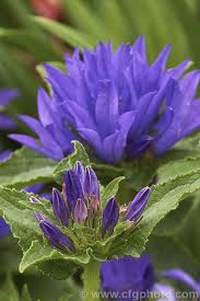 Clustered Bellflower Campanula Glomerata A Spring And Early Summer Flowering Perennial Found From Europe To Temperate A Campanula Purple Flowers Perennials