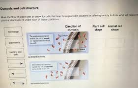 Animal cells have one smallvacuole animal cells move by cilium. Osmosis And Cell Structure Mark The Flow Of Water Chegg Com