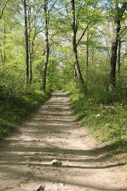 Image result for Cyperus longicarpus