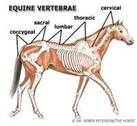 Lower Back Pain In Horses Veterinary Integrative Performance Services