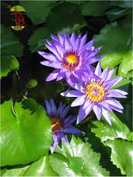 Image result for Nymphaea nouchali