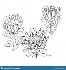 Pin By Eman Ah On بشارة Vector Sketch How To Draw Hands Hand Drawn Flowers