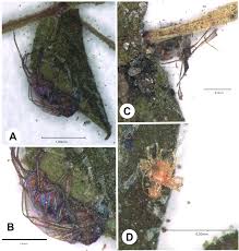 Image result for Crepidorhopalon