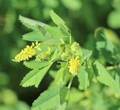 Image result for Melilotus indicus