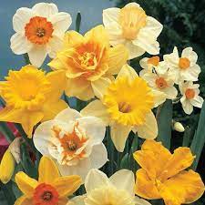 Pin On Flowers