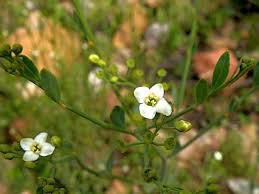 Image result for Montinia