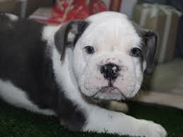 Contact houston english bulldog breeders near you using our free english bulldog breeder search tool services: English Bulldog Dog Female Chocolate Merle 2458596 Pet City Houston