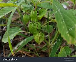 Image result for Physalis pubescens