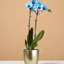 Blue Orchid from www.thesill.com