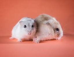 Some of them you can control, some are out. How Long Does A Hamster Live Without Food Or Water Neeness