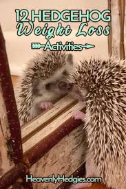 Healthy Hedgehog Weight Hedgehog Diet Hedgehog Pet Cheap Pets