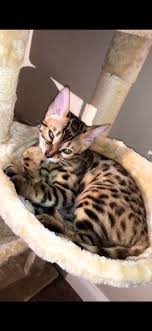Cat harnesses and puppy harness with leashes set, escape proof cat harness, adjustable reflective soft mesh corduroy vest fit puppy kitten rabbit ferrets's picking the perfect harness is a very important part of equipping your bengal cat for being ready to explore the great outdoors with you. Harness Advice Bengalcats