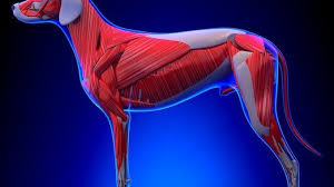 If we're talking about newborn pups, then you might if you take the whole body into consideration it's more obvious again. A Visual Guide To Dog Anatomy Muscle Organ Skeletal Drawings All Things Dogs All Things Dogs