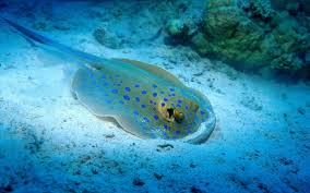 Stingray Burried In The Sand Ocean Life Underwater World Animals Stingray Fish Ocean Fishing
