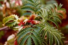 Image result for Melianthaceae